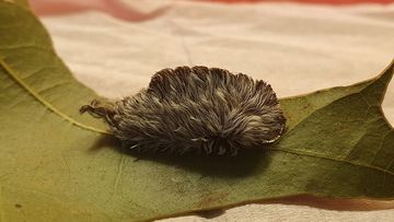 Asp caterpillar venom could deliver lifesaving drugs. University of Queensland research.