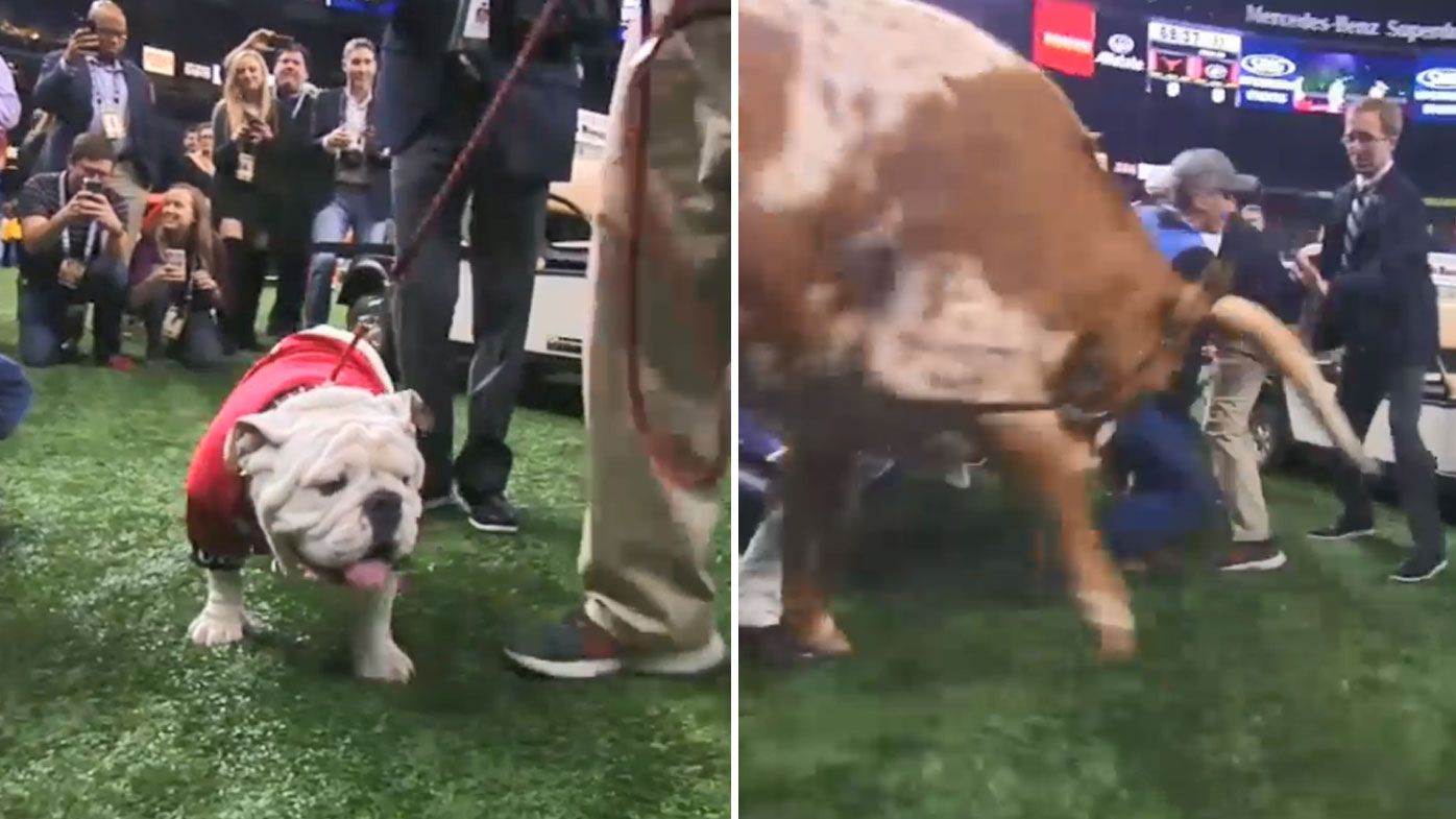 College football mascot Uga the bulldog charged by Texas Longhorns mascot Bevo before Sugar Bowl