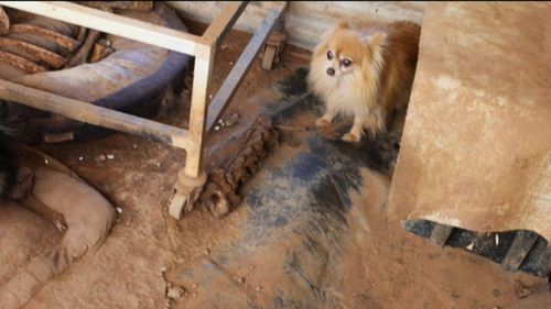 The RSPCA was so shocked by the counter legal action, it released these images of the conditions it found the Pomeranians in when it raided Ms Ryan's property last year. Picture: 9NEWS