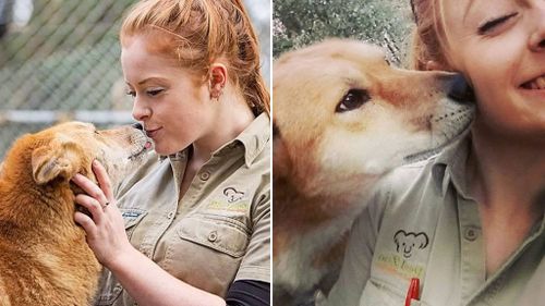 Ms Mitchell-Collett said she doesn't blame the dingo who was only acting on its "natural instincts". (Facebook)