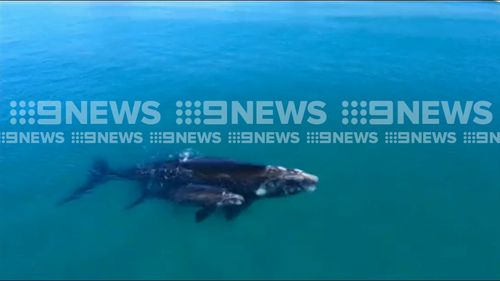 But just moments later she was joined by her one-day-old calf. Picture: 9NEWS