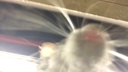 The 'selfie' taken by the rat.