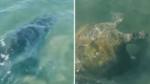 The tiger and the turtle swim in circles around the paddleboard before the shark suddenly turns.