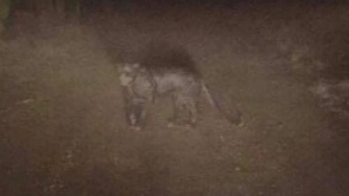 The alleged sighting also came just a month after this image was released of another panther-like animal that was spotted at the Pulpit Rock lookout. Picture: Supplied.