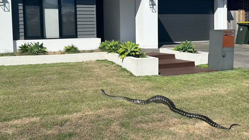 Engorged carpet python after eating two possums in Queensland.