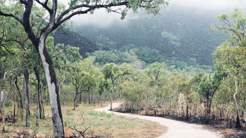 A view of Black Mountain, otherwise known as Kalkajaka shrouded in mist. (Photo: Gavin Dear)