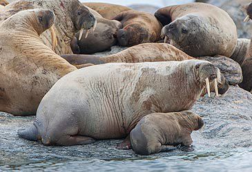 What is the typical gestation period for a walrus pregnancy?