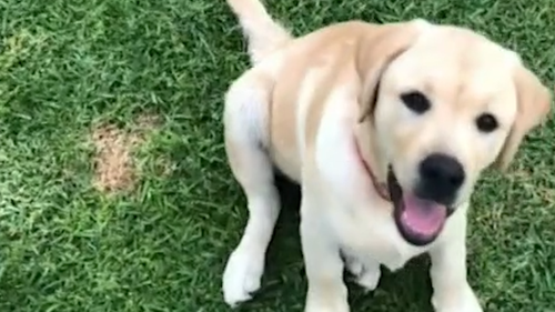 'Drop him off': Perth family offers $5000 for safe return of Labrador puppy