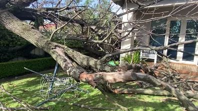 A large tree fell onto a home in the Adelaide suburb of Millswood this morning.