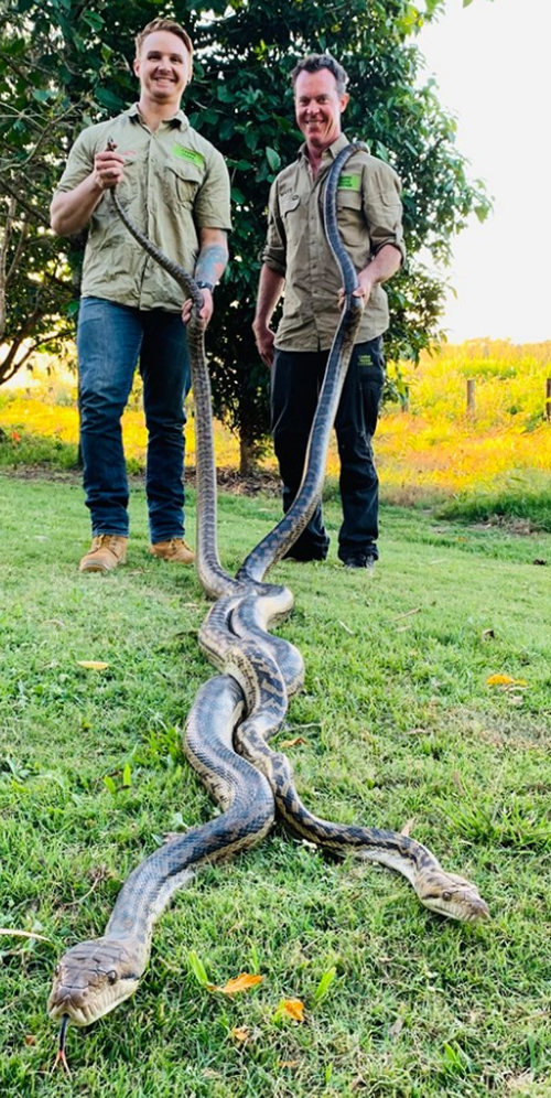 Cairns Snake Catcher, Matt Hagan was called to a White Rock property after mating snakes crashed through the couple's roof.