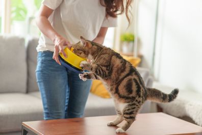 woman feeding her cat iStock photo
