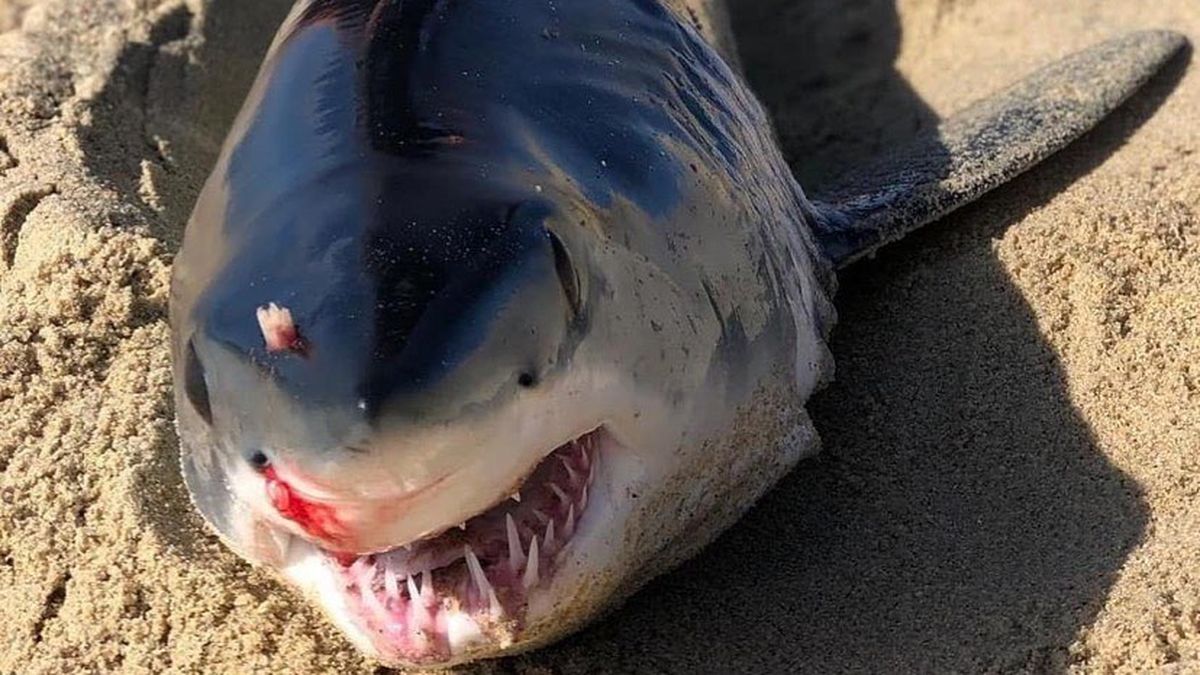 giant stingray attack