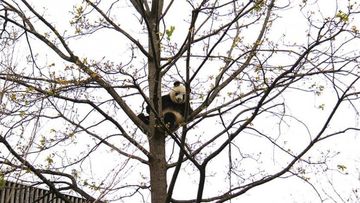 Giant Panda enclosure at Adelaide Zoo