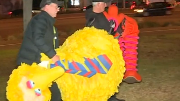 Adelaide&#x27;s notorious &#x27;Big Bird Bandits&#x27; have pleaded guilty to stealing the $160,000 Sesame Street costume. 