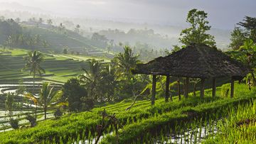 Rice paddy fields in Bali, Indonesia.