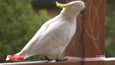 Cockatoo detective catches pesky birds damaging property on CCTV.