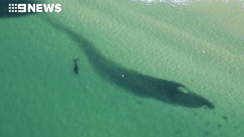 A Bryde’s whale also joined the feeding frenzy. (9NEWS)