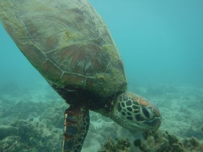 Turtle, underwater, Fitzroy Island, Great Barrier Reef