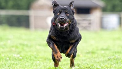 To zdjęcie przedstawia psa Rottweilera.  Kobieta z Perth została zaatakowana przez dwa swoje zwierzęta, rottweilera.