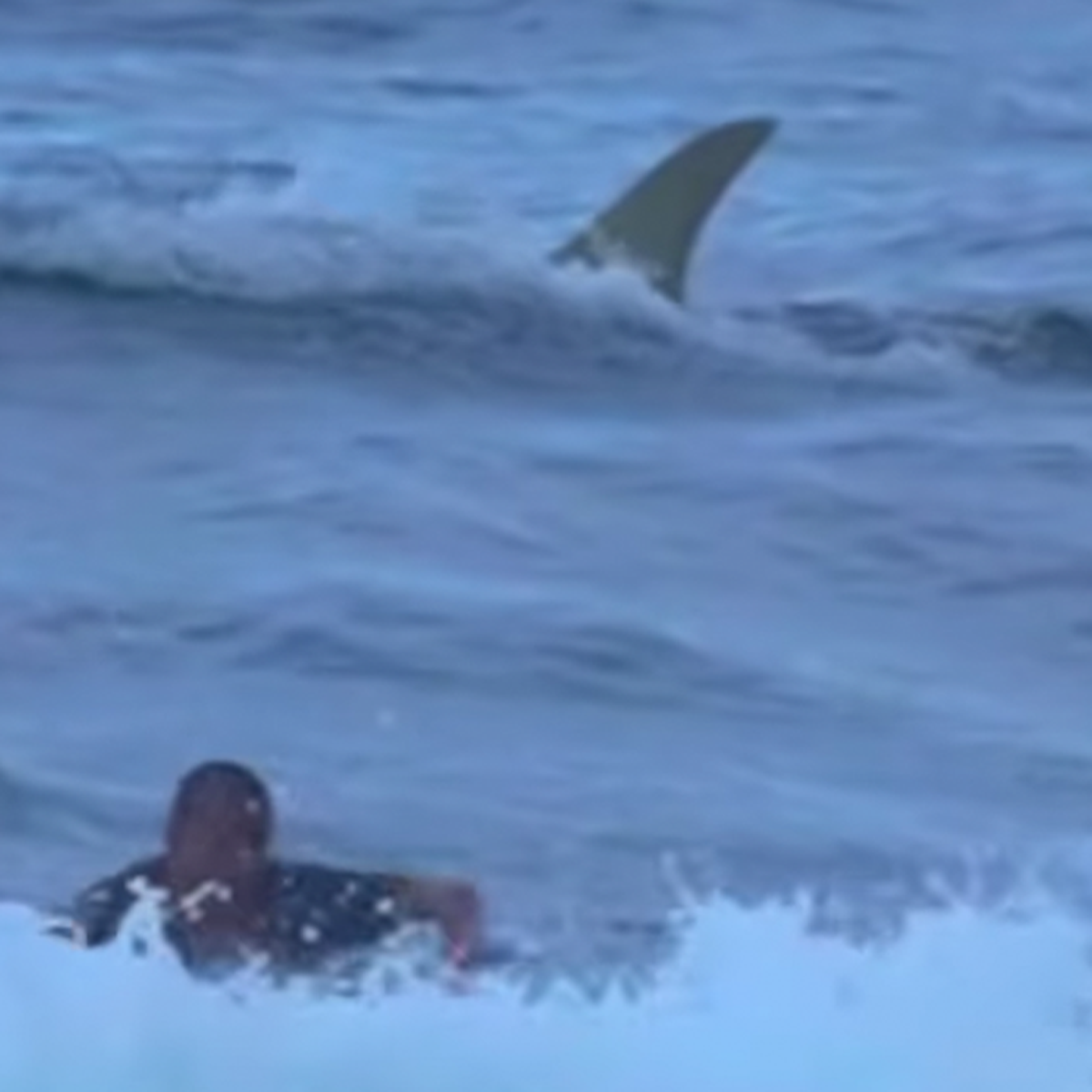 Shark news Puerto Rico: Scary moment surfer releases large shark