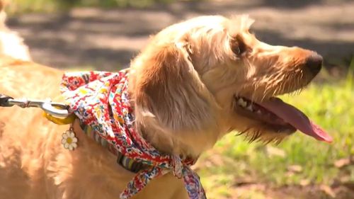 Queenslanders warned of deadly tick season this summer