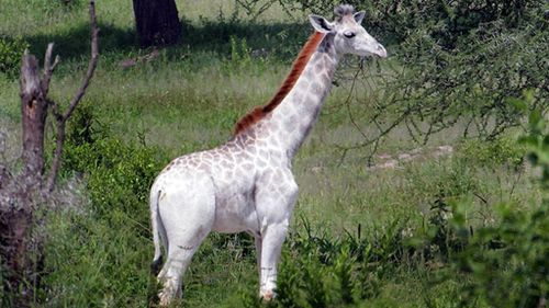 Rare white giraffe spotted in east African national park