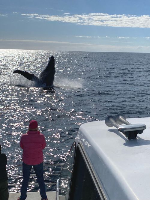 Every year, tens of thousands of humpback whales migrate up the east coast of Australia. 