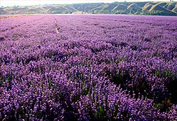 By what method is lavender oil produced?