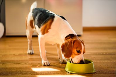 Dog eating bowl