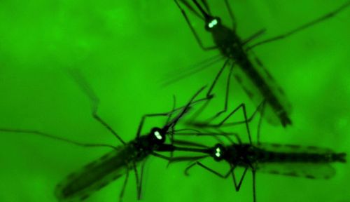 Mefloquine and tafenoquine were developed by the US military to combat mosquito-born malaria in jungle conditions. (Photo: AP).