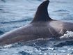 &#x27;Incredibly rare&#x27; pod of killer whales seen off Sydney beach