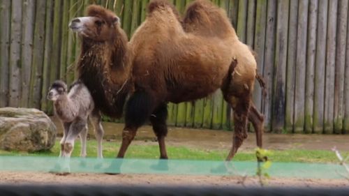 Louis the camel was spotted staying close to mum Tibet. (Blackpool Zoo)