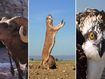 The weird things animals get up to when we're not watching