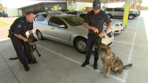 But at the Attwood training base, the new breed, the new generation of police dogs are being taught the essential skills for front line policing. (9NEWS)