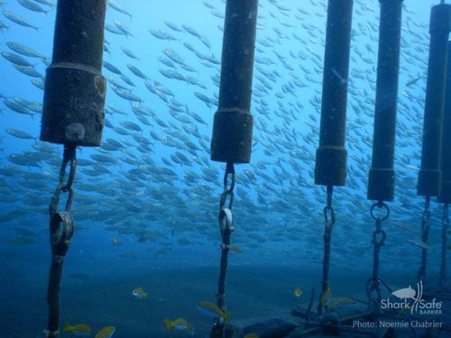 Sara Andreotti says the barrier can become a tourist attraction as well as a shark deterrent because of the marine life that lives on the artificial reef that forms on the concrete blocks that pin the pipes to the floor. (Photo credit: CRA, Shark Risk Management Centre, Réunion)