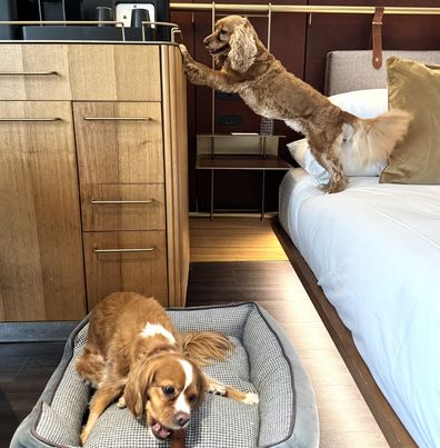 King Charles Cavaliers at Pier One Sydney Harbour