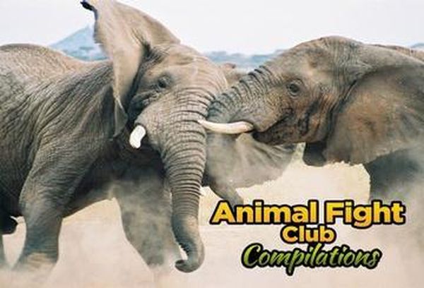 Animal Fight Club Compilations