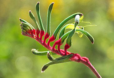 Kangaroo paws are endemic to, and the floral emblem of, which state?