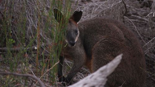 He was content to munch on grass and watch his carers before slowly hopping off into the scrub. (Taronga Wildlife Hospital)