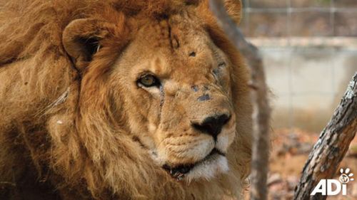 Animal rights group rescues 33 lions from circuses in Peru and Colombia