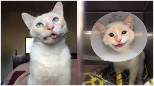 Rescued cat learns to smile again after breaking its jaw