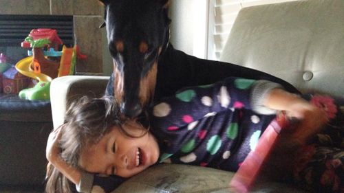 Ms Prucha says Dobermans are sometimes called 'velcro dogs' for their tendency to develop a fondness for one specific person. (Facebook)