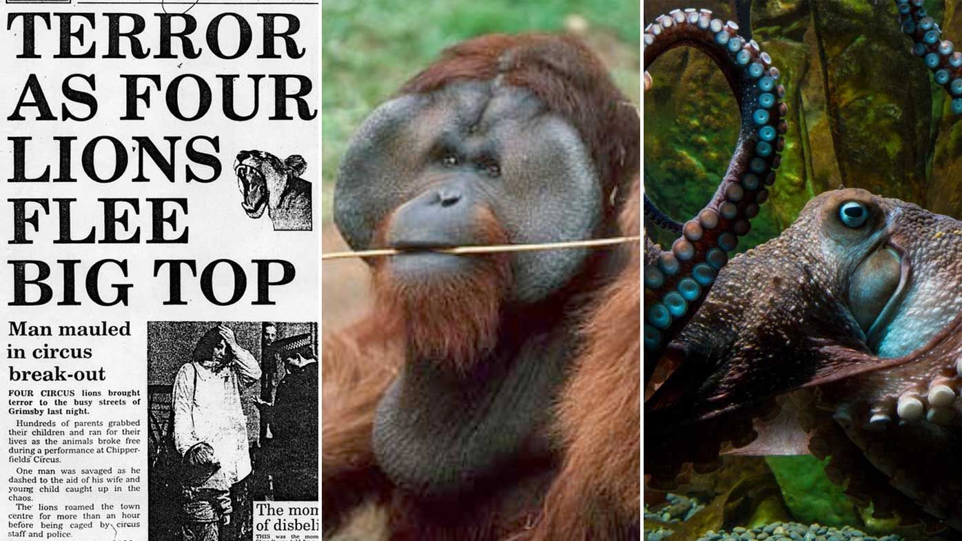 The best animal escape stories