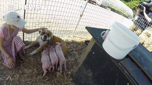 The piglets were delivered to the business sunburnt and malnourished. (9NEWS)