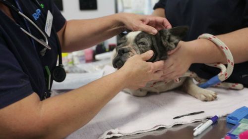 Vets treat a French bulldog. (Image courtesy of RSPCA Queensland)