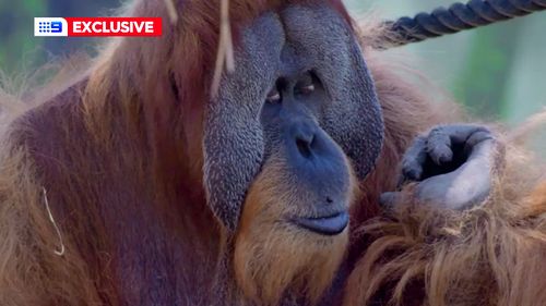 An orthopedic surgeon who is normally scrubbing up in Sydney's biggest hospitals has instead performed a back operation on an Orangutan at a zoo.