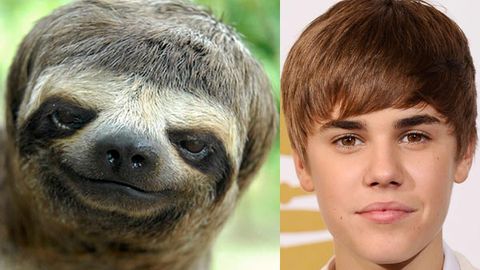 Sloths (and other cute animals) that look like Justin Bieber - 9Celebrity