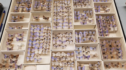 Il museo da campo contiene una collezione delle farfalle azzurre di Xerces estinte.