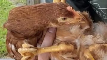 The four-legged chicken has found a new home.