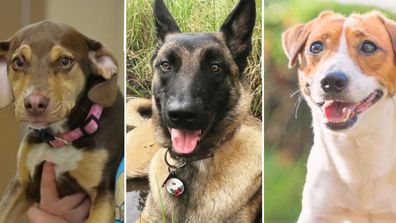 Hero dogs that have saved humans.